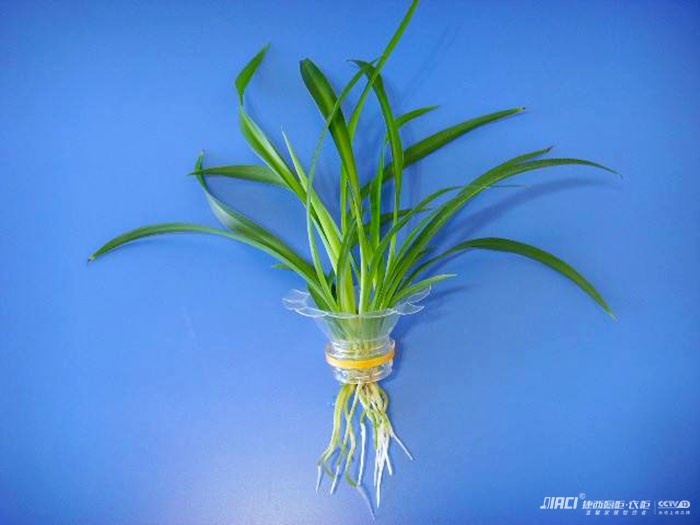 花中君子之吊兰，隔三差五喂点淘米水，成活率翻倍！