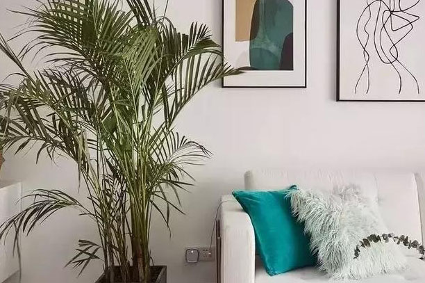 客厅适合摆放什么植物？