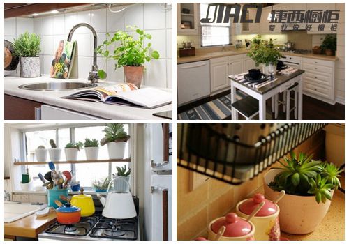 厨房绿色植物搭配妙招 让烹饪者身心更健康
